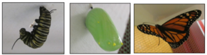 Monarch Metamorphosis in Seventh Grade Science